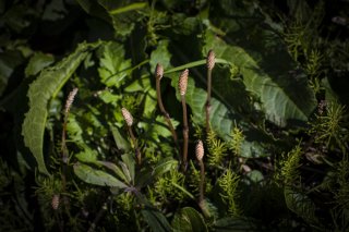 地に足ついた春 2020.4.2（木）