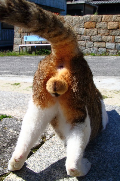 （写真:芳澤ルミ子）