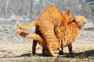 愛に性別は関係にゃい？草むらに消えた仲良し“にゃんたま”