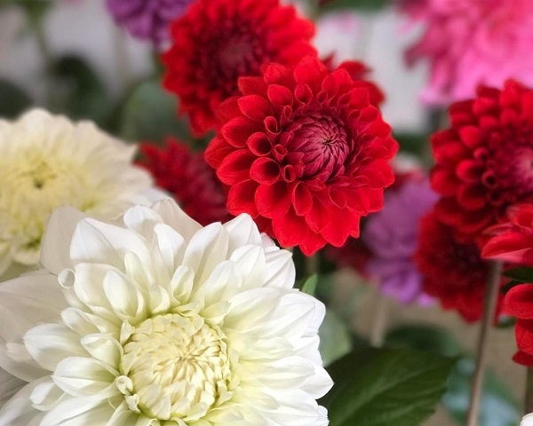 魅惑の花ダリアは色も形もメッチャ豊富！実は広げた掌並の大きさ（写真:東花園）