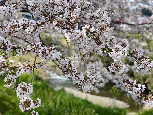 小川と桜はよく似合うのでございます