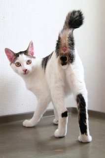 もうすぐ去勢手術…やんちゃ盛りの“にゃんたま王子”に悲報