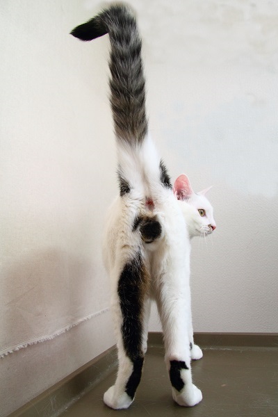 （写真:芳澤ルミ子）