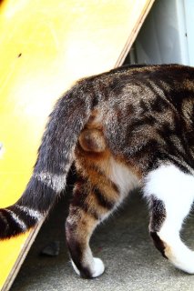 真っ先に“にゃんたま”を…これって愛?それともビョーキ?