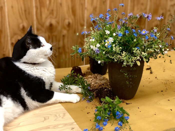 「ギャザリング」なんていう手法までござんすよ。奥が深いのね。