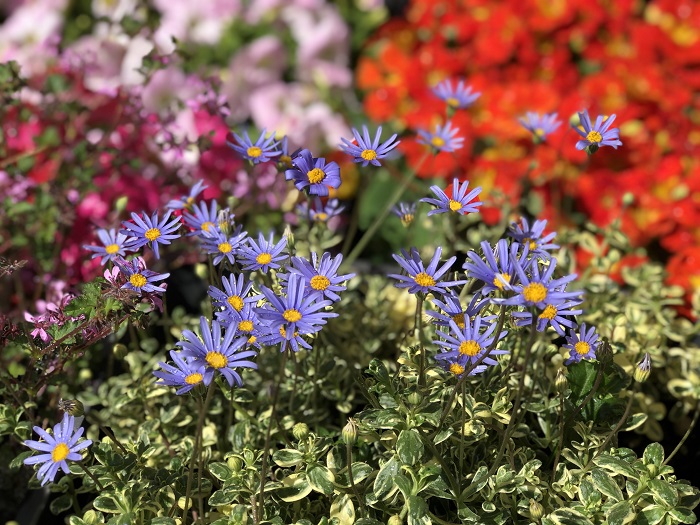 花の色や香りがアナタに幸せを運んでくれる