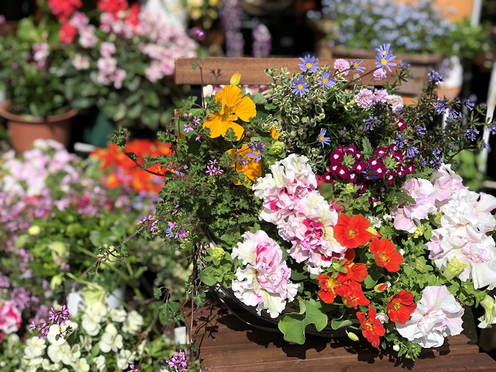 風に揺れるお花を見ているだけで癒される～