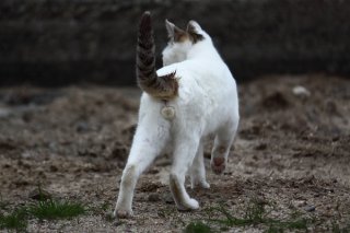 “にゃんたま王子”にちょっと待った!真実の愛のお相手かも?