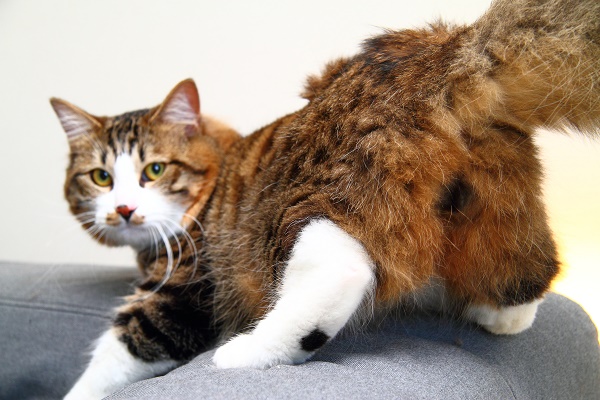 （Ｃ）芳澤ルミ子