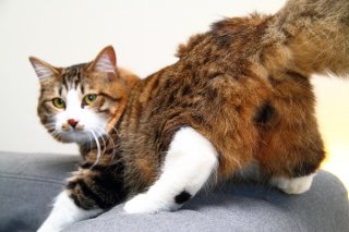 「撮らにゃいで!」撮影拒否の“にゃんたま君”に使った奥の手