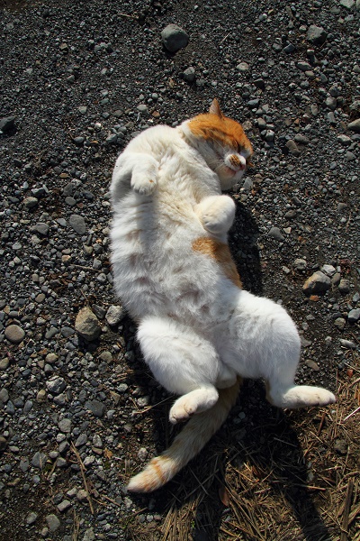 （Ｃ）芳澤ルミ子