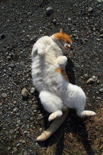 明日からガンバ!“にゃんたま”もやる気のない日があるんです