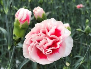 カーネーションを見ると連想するのは「お母さん」（写真：大貫農園）