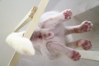 白い毛並みにピンクの肉球…下から覗く“にゃんたま”の背徳感