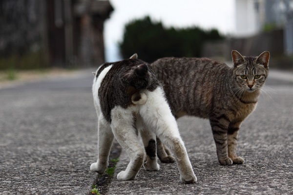 （Ｃ）芳澤ルミ子