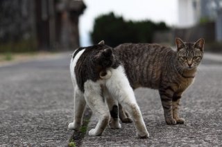 クールな彼女のフェロモンにメロメロ“にゃんたま”をパチリ