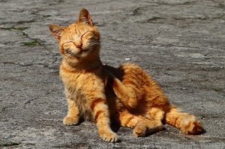 コロナなんかに負けにゃい！“にゃんたま”君が健康法を伝授？