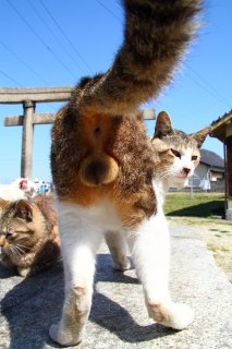 猫島で“にゃんたま”の神様を発見！ 凛々しい姿に思わず懺悔