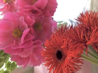 富と名誉と愛の花「シャクヤク」 咲かせるポイントも解説！