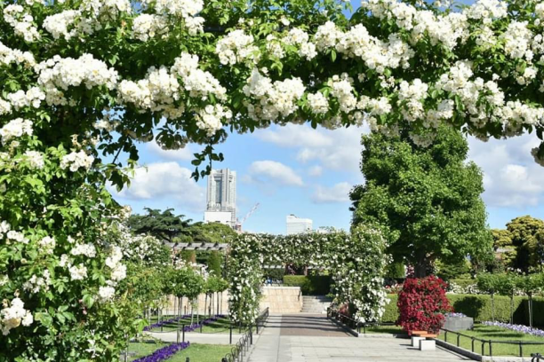 横浜の市花はバラ、春にはバラがいっぱい！（写真:Aribaba）