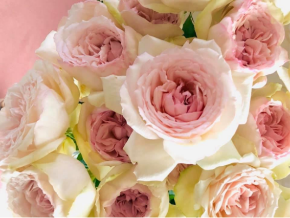 古来よりバラは女性を魅了してまいりました　（写真:浅野光寿）