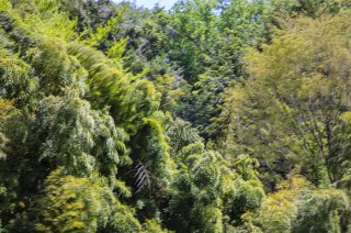 春風に森が躍る 2020.5.23（土）