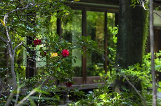 ひっそりと鮮やかに 2020.5.26（火）