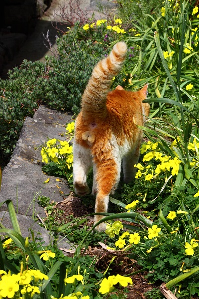 （Ｃ）芳澤ルミ子