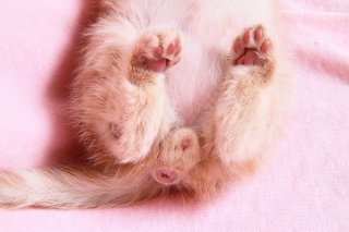 立派に育ちますように♡ふわふわ産毛の赤ちゃん“にゃんたま”