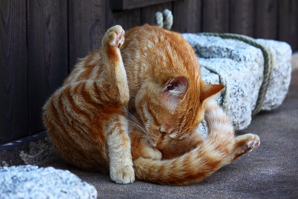 （Ｃ）芳澤ルミ子