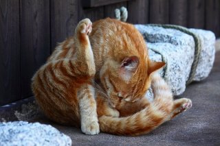 お手入れ中の“にゃんたま”侍…武士道の美は自己規律の精神？