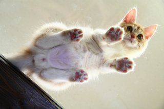 猫に見下ろされる快感…裏側から見る“にゃんたま”の愛らしさ