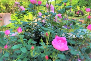 お花のちから 2020.5.31（日）