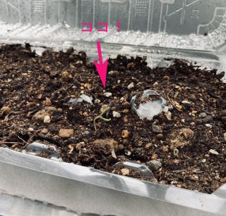 はじめてのキミ 2020.6.6(土)