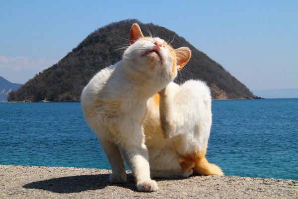 （写真:芳澤ルミ子）