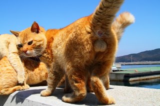 揉め事か！？威厳たっぷりボス猫候補の“にゃんたま”兄貴