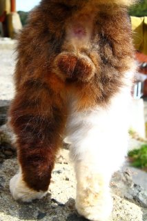 触りたくなるモフモフ！ “にゃんたま”写真家の秘蔵の一枚