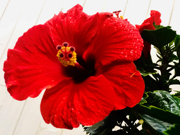 真っ赤な花は魔除けの花