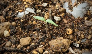 トマト栽培者 2020.6.18（木）