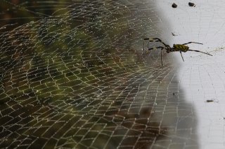 雨粒に光る罠 2020.6.22（月）