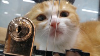 お持ち帰り？ 2020.6.27（土）