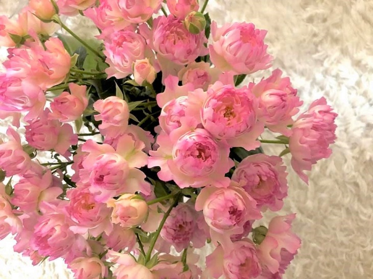 海のイソギンチャクのようなピンクバラ「シーアネモネ」（写真:浅野光寿）