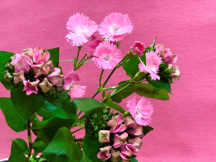 ピンクのお花はまさに女性の運気を爆上げ