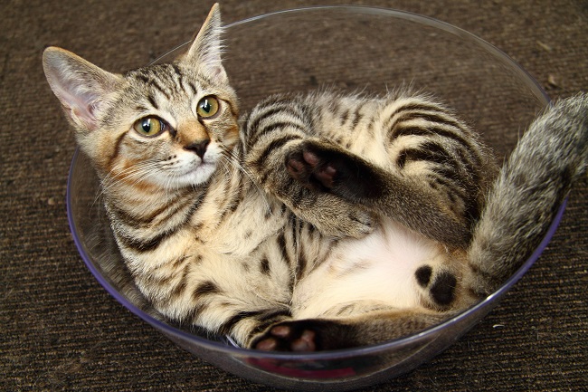 「ネコの裏側」（辰巳出版）より（Ｃ）芳澤ルミ子