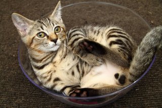 猫って液体なの…？ 透明ボウルにも納まる“にゃんたま”君