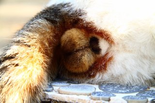 接写！ 激レアな「キジ三毛猫」のパーフェクト“にゃんたま”