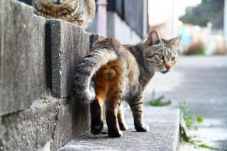 完璧なポージング！イケメン“にゃんたま”のクールな見返り姿