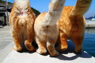 猫島でのお宝ショット！ 3つ並んだ兄弟“にゃんたま”は超豪華