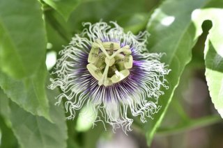 フルーツ＆フラワーのグリーンカーテンで酷暑を乗り切ろう！