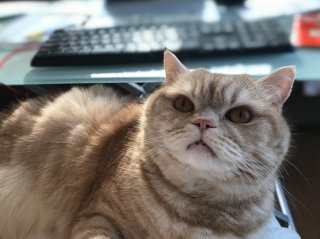 猫の手はいらない 2020.7.2（木）